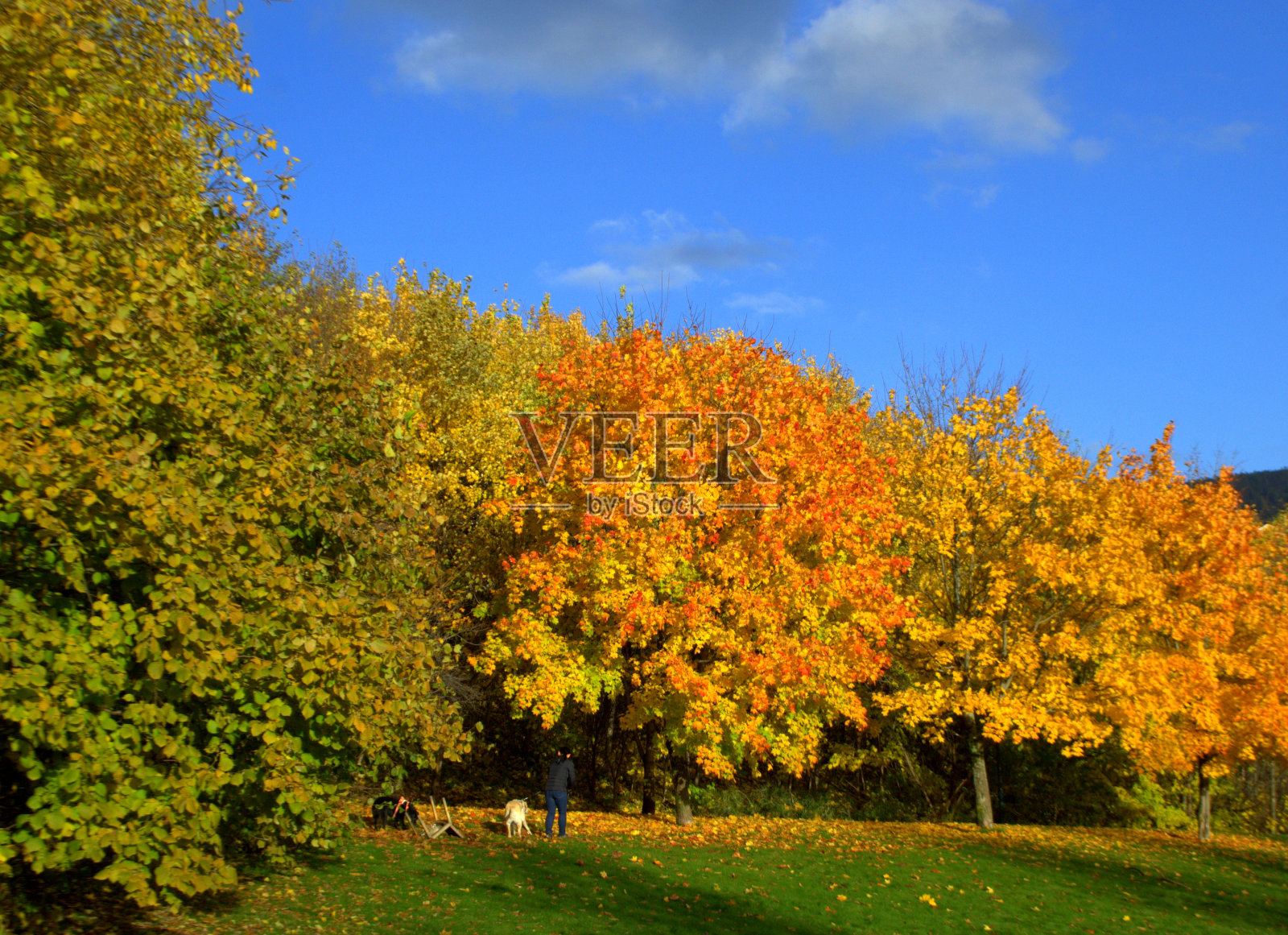 秋天的树和狗照片摄影图片
