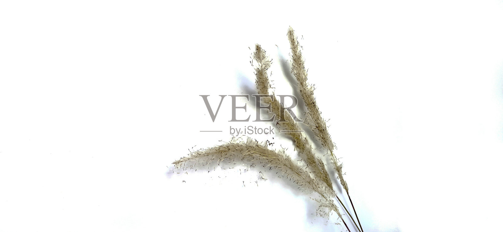 白色草花上的图案照片摄影图片