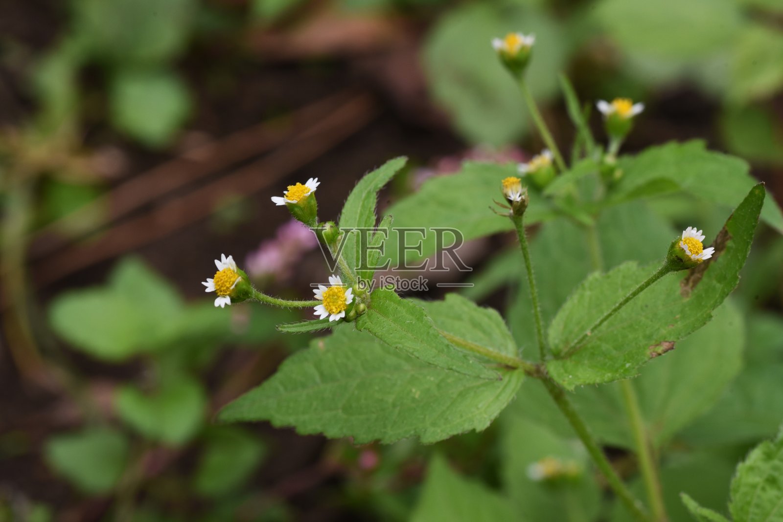 蓬松的士兵花照片摄影图片