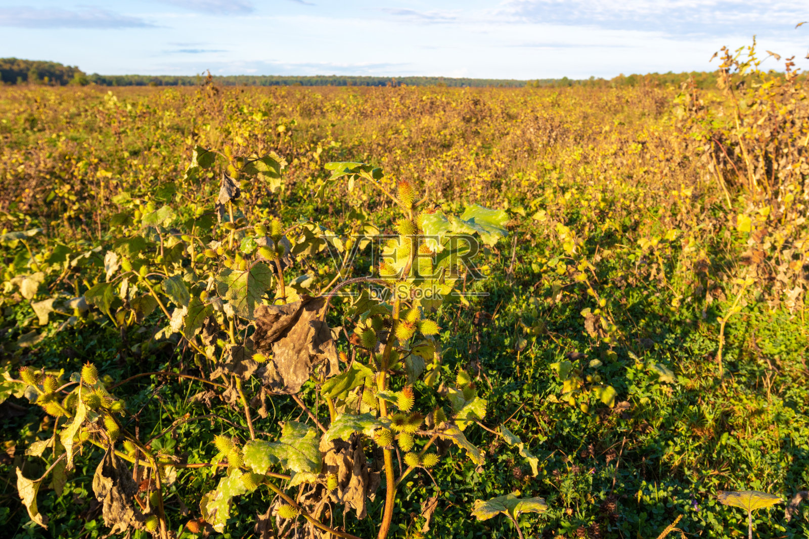 克罗地亚Odransko polje草原上的入侵植物苍耳照片摄影图片