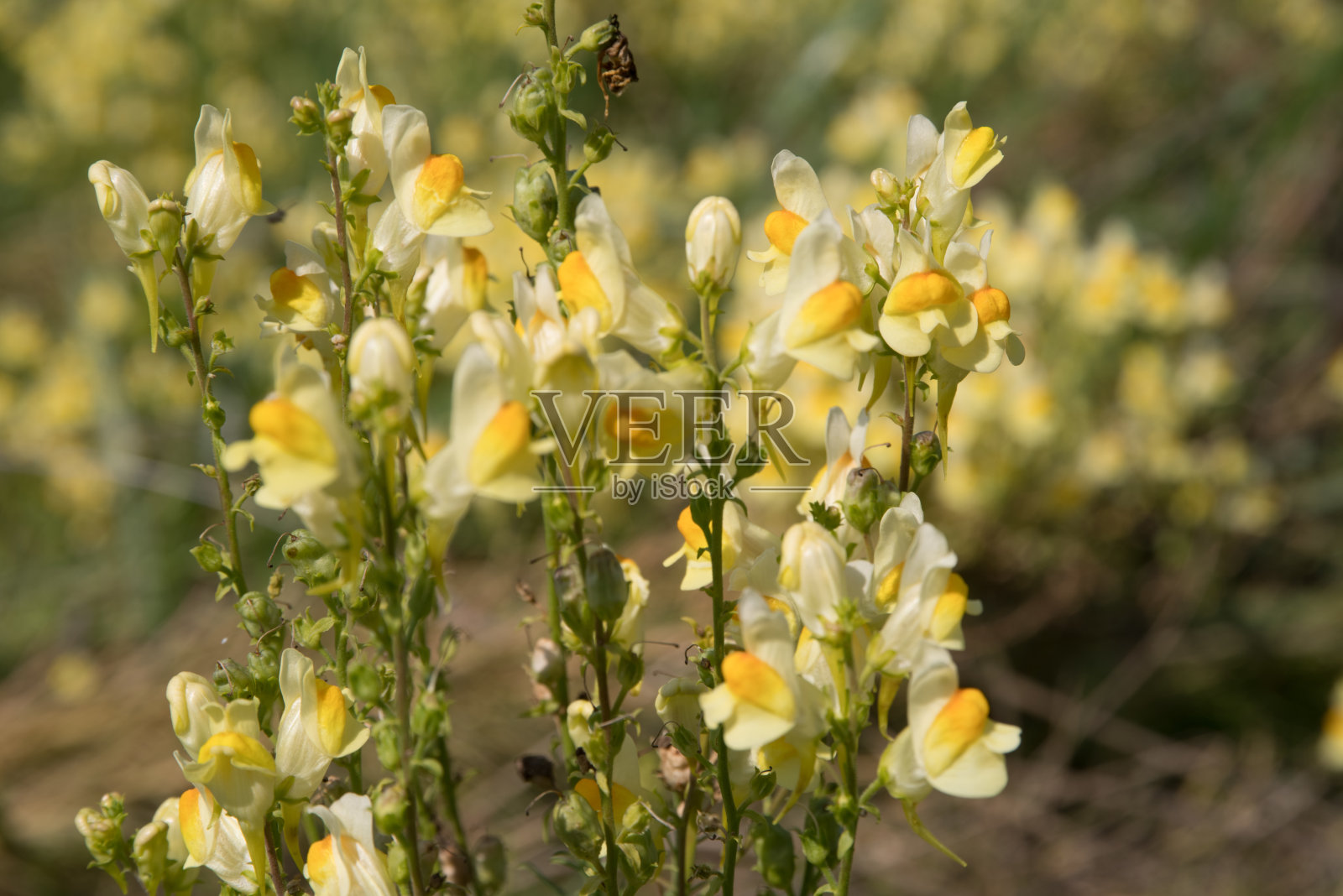 盛开的野生亚麻籽和模糊的背景照片摄影图片