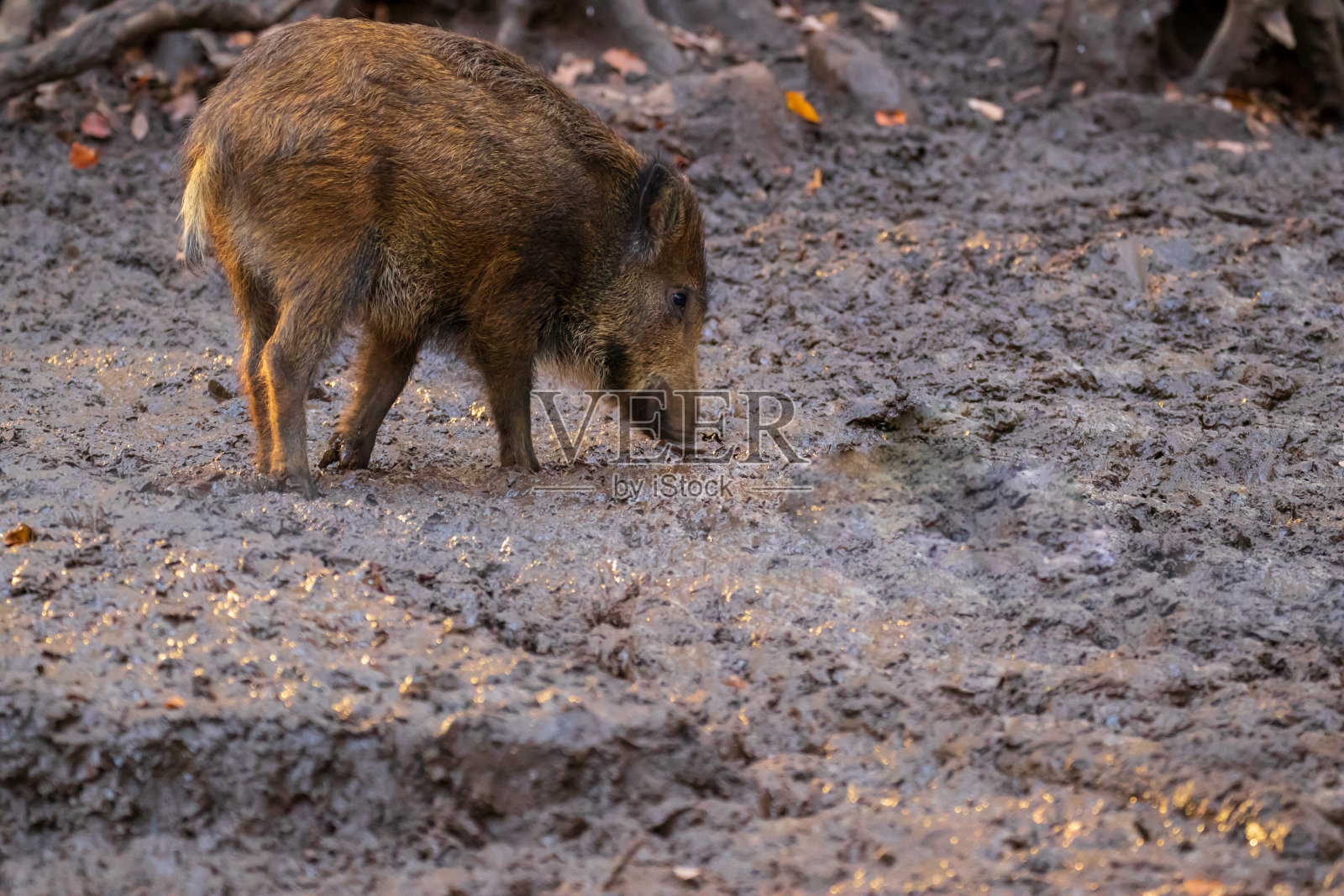 野猪在森林中觅食，在它们的自然环境中照片摄影图片