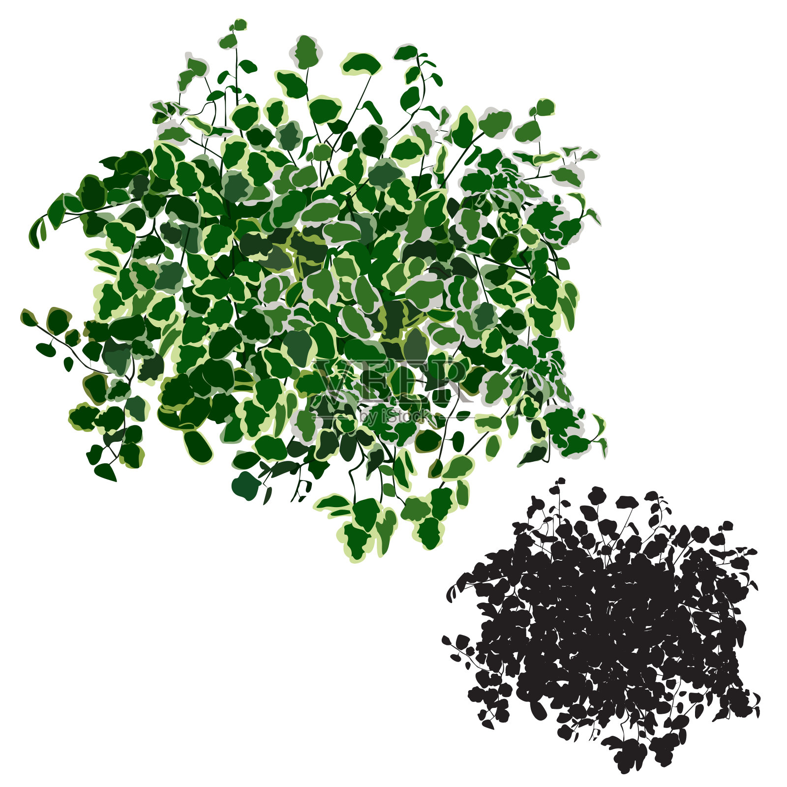 小榕树(Ficus pumila L.)的颜色和轮廓设计元素图片