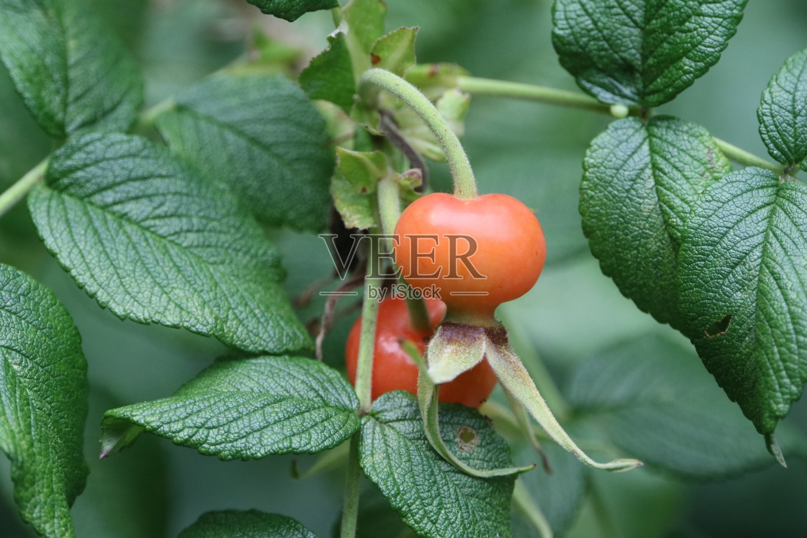 野玫瑰果照片摄影图片