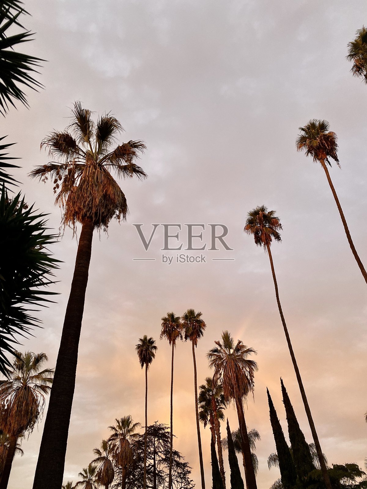 加州洛杉矶的棕榈树照片摄影图片