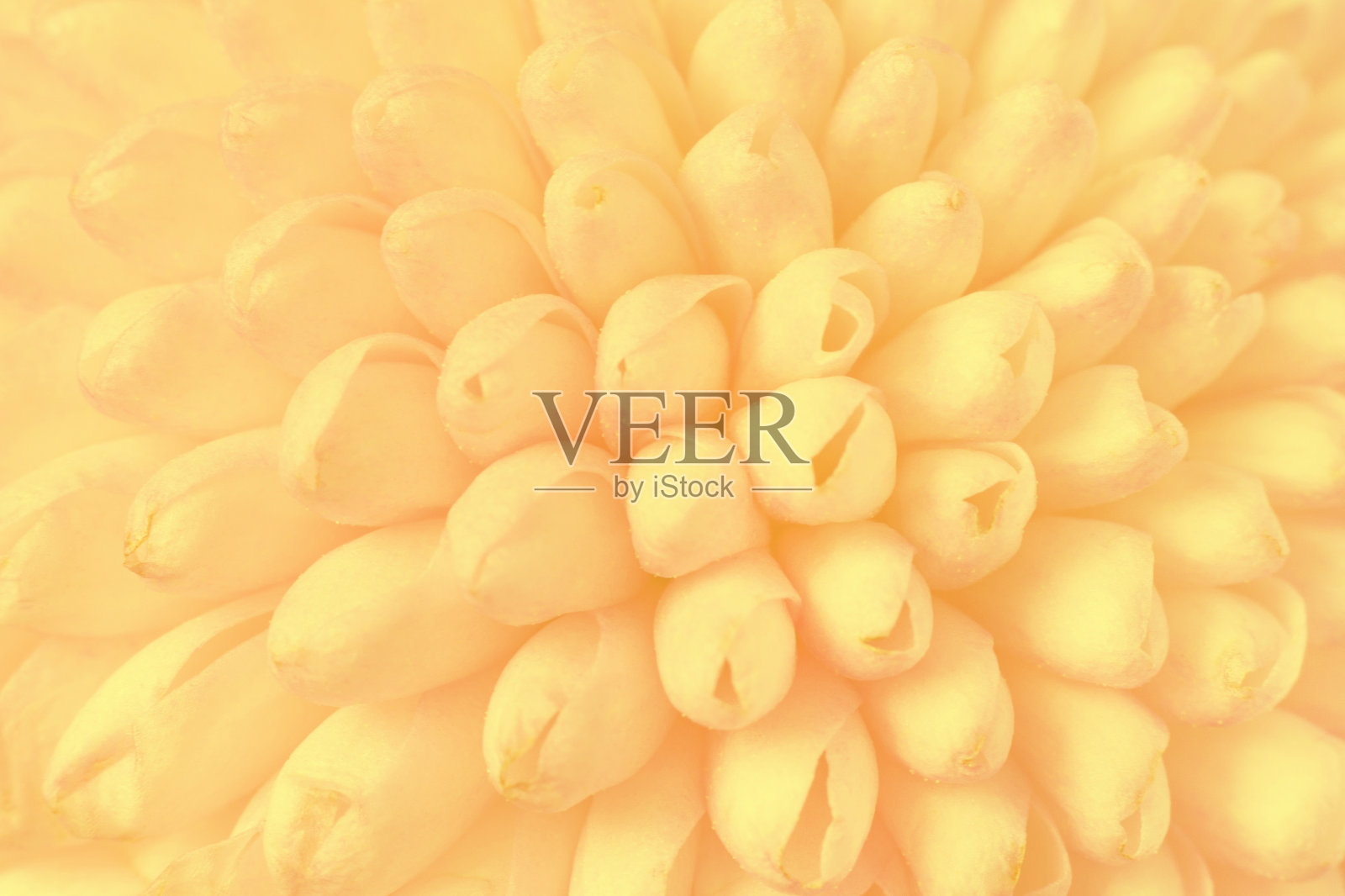 摘要以一朵淡黄的菊花为背景照片摄影图片