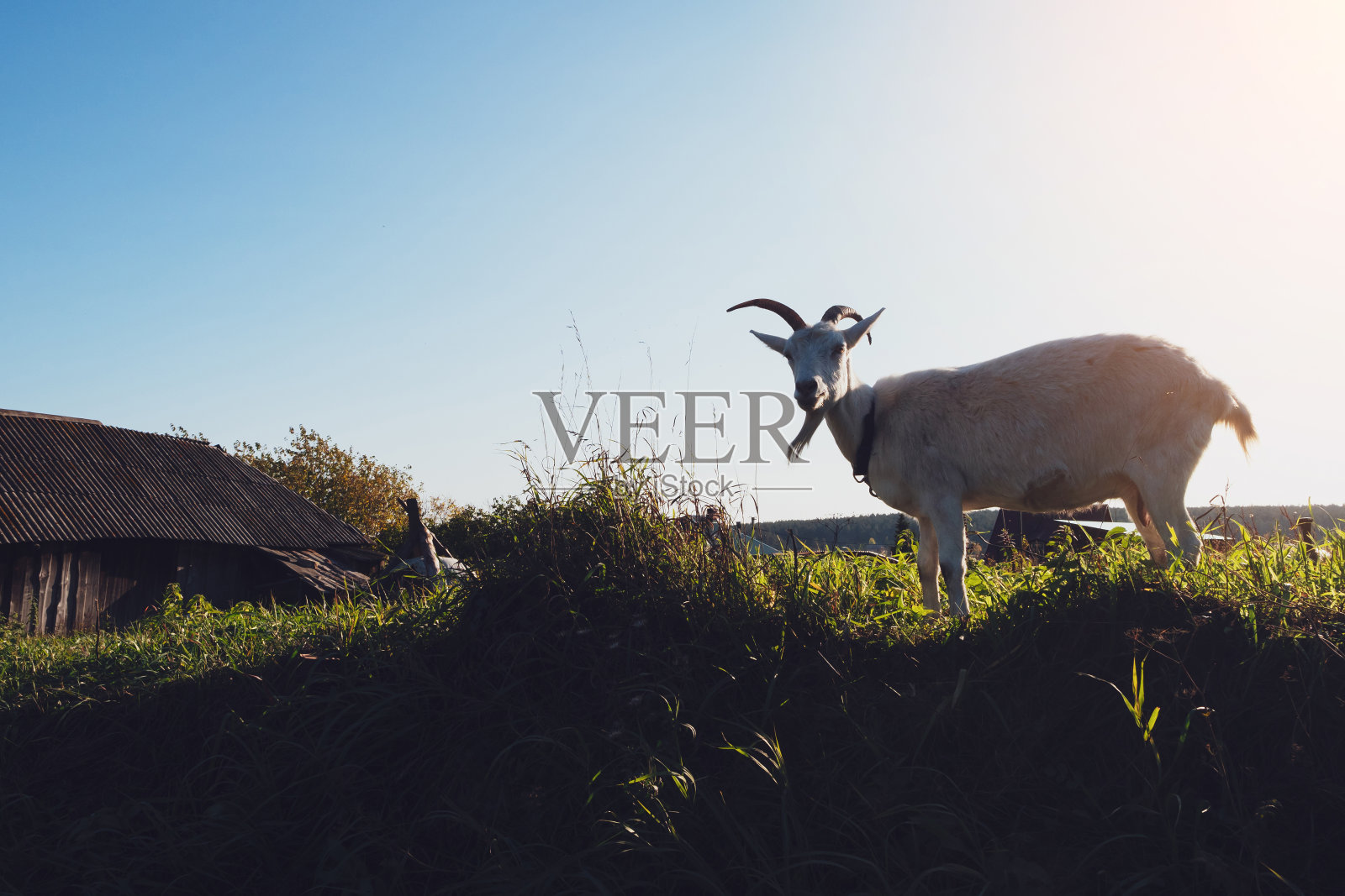秋天，一只山羊在村里的草地上吃草。农业和有机食品的概念。在落日余晖中的山羊特写照片摄影图片