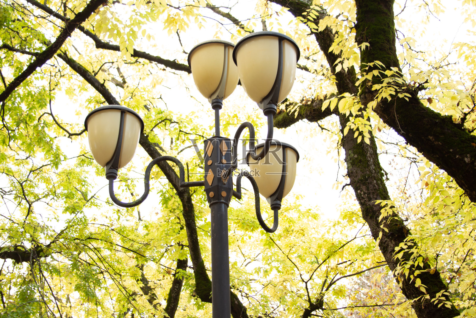 秋叶，在欧洲最浪漫的林荫大道上——罗马尼亚塔古穆雷斯。秋天的颜色照片摄影图片