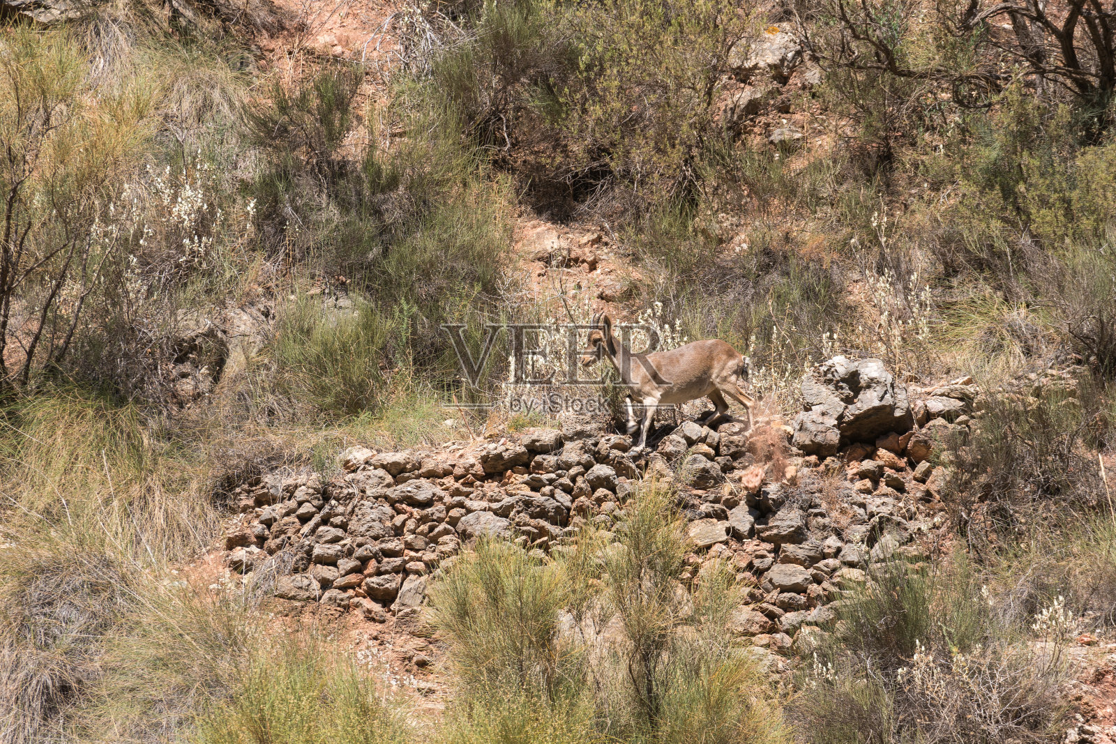 山边的山羊照片摄影图片