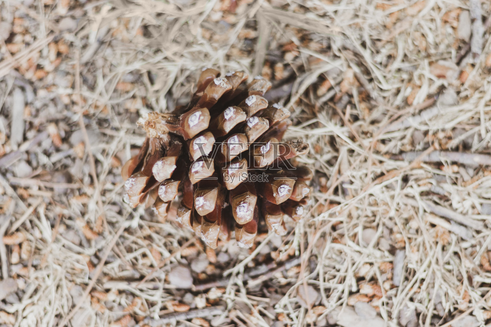 松树的果实，没有松子的干菠萝照片摄影图片