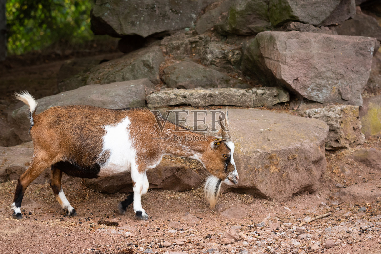 矮山羊照片摄影图片