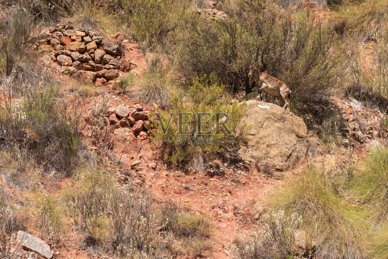 山边的山羊照片摄影图片