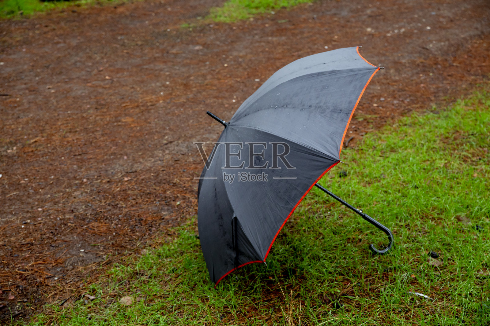 雨伞站在森林的泥土地上照片摄影图片