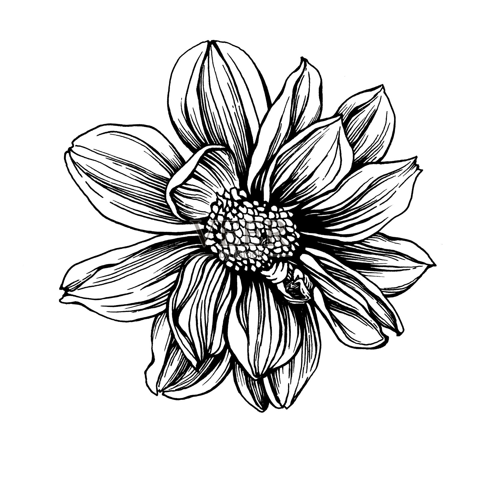 Сloseup大丽花花。黑白轮廓插图手绘工作孤立在白色背景。插画图片素材