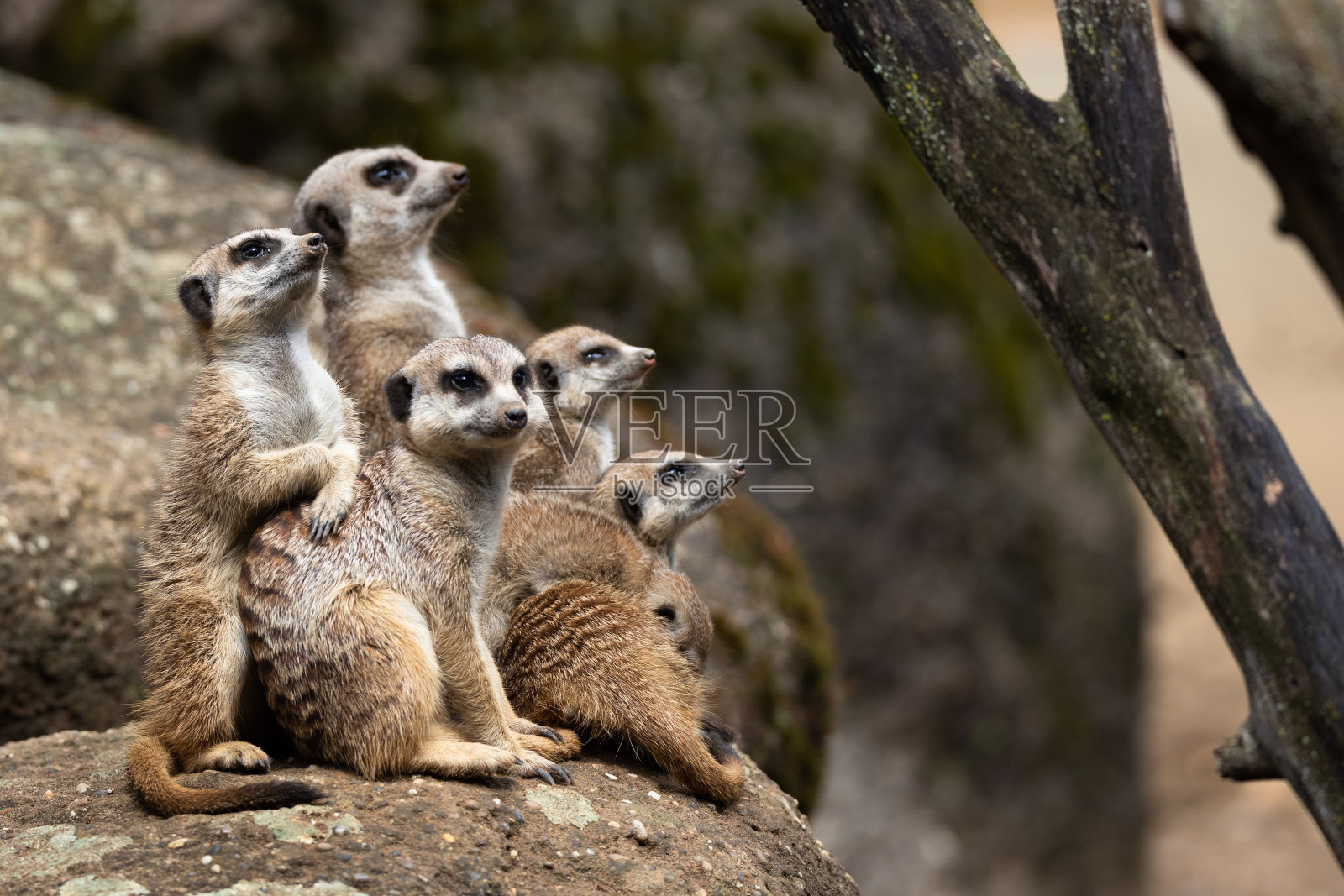 猫鼬照片摄影图片