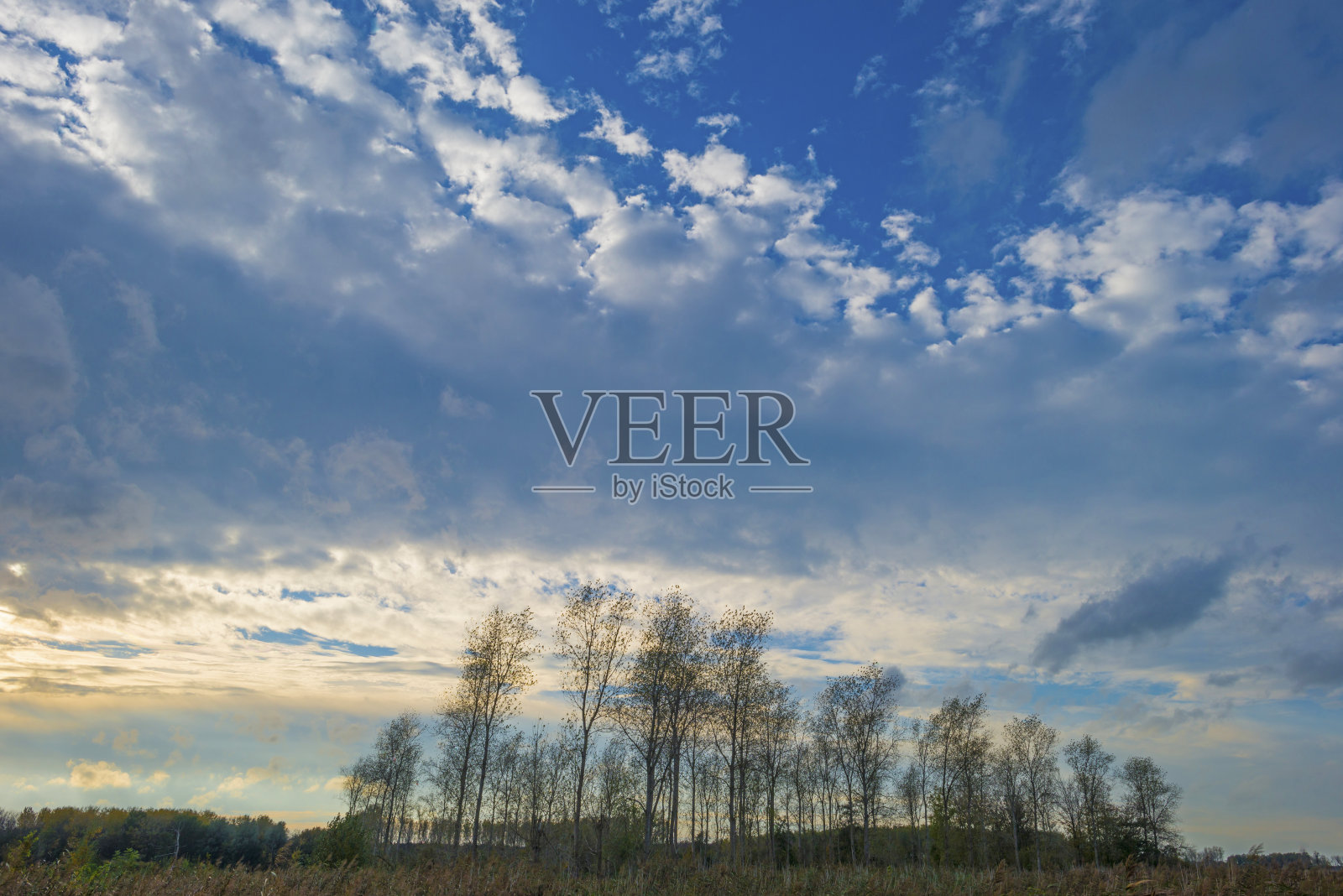 树木在秋天的蓝色多云的阳光在田野的秋天颜色照片摄影图片