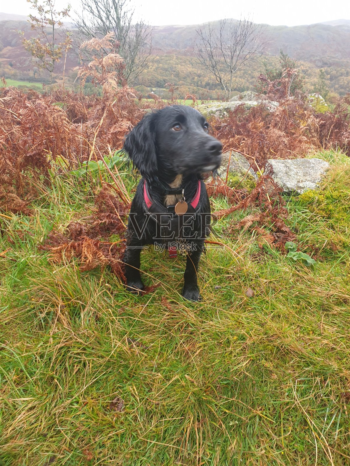 听话的纯种可卡犬幼犬等待命令，同时行走在湖区照片摄影图片