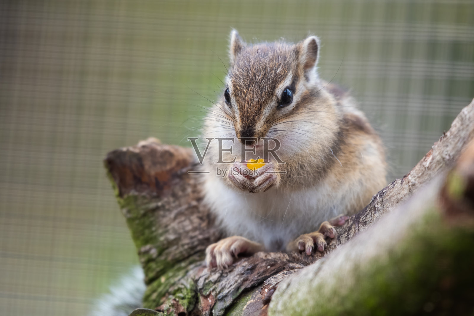 东部小花栗鼠坐在树上进食照片摄影图片