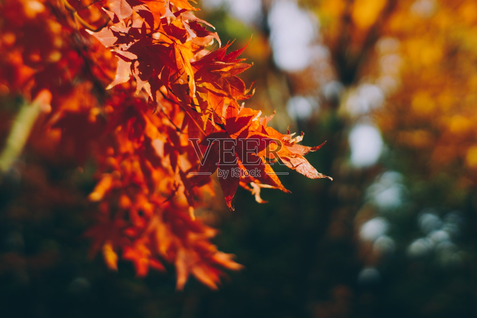 秋天的叶子照片摄影图片