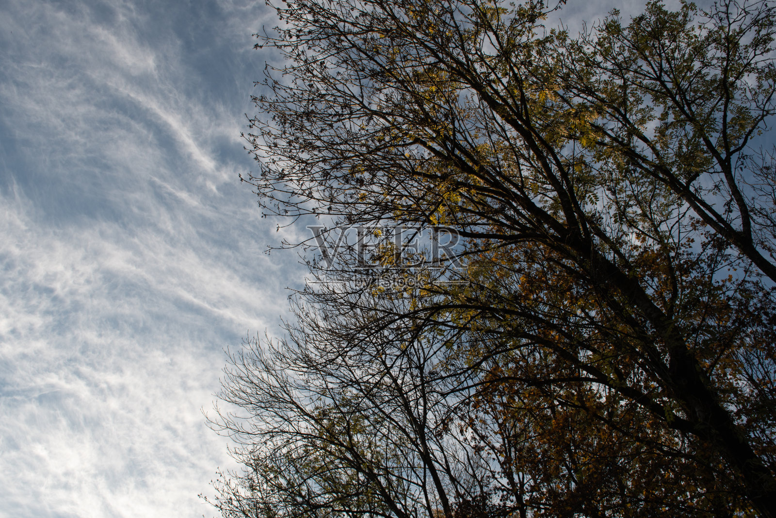 树在秋天照片摄影图片