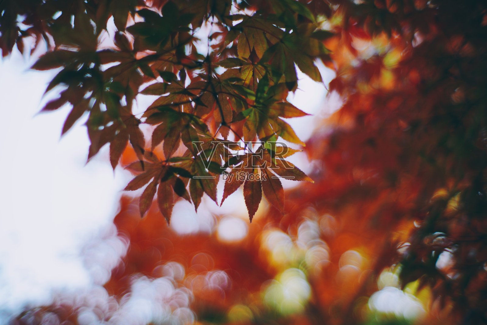 秋天的叶子照片摄影图片