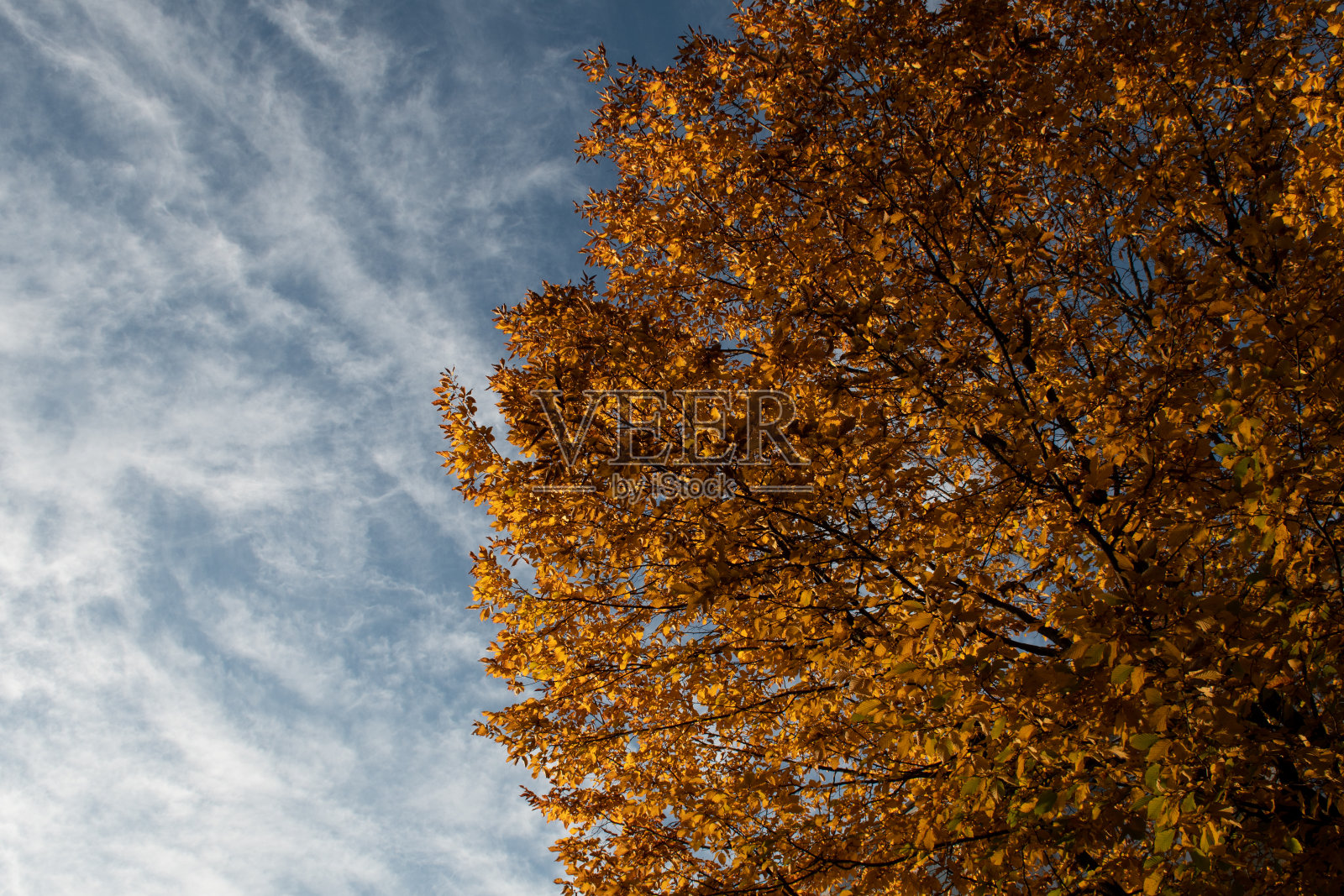 树在秋天照片摄影图片