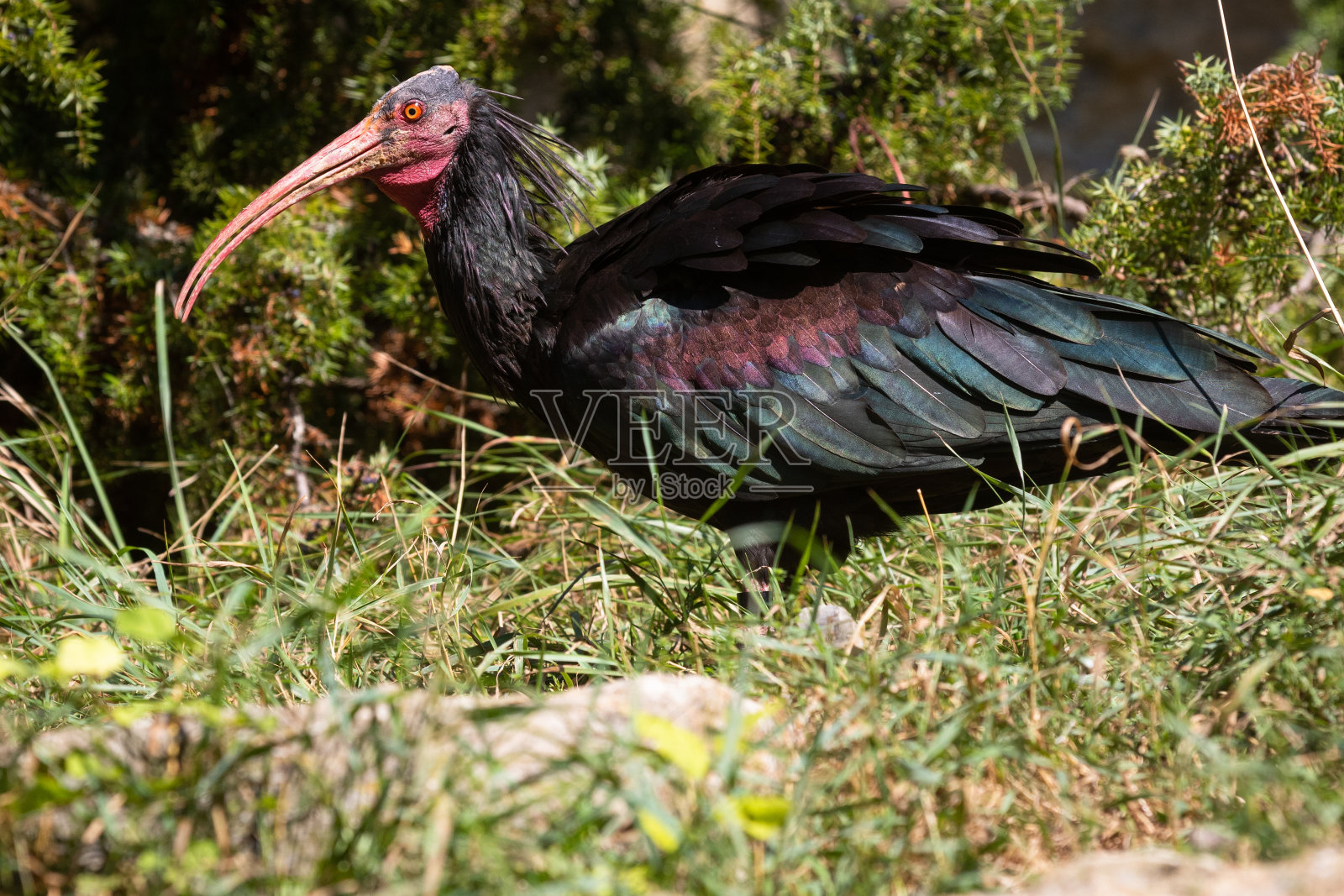 北部很快宜必思照片摄影图片