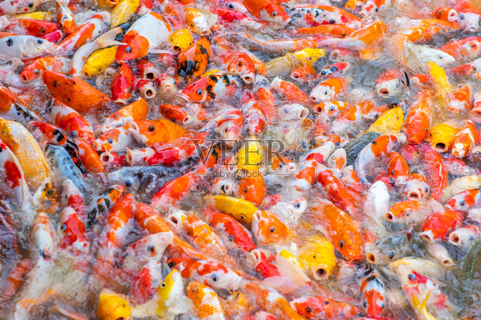 许多锦鲤，锦鲤，镜鲤(塞浦路斯Carpio)在池塘游泳和跳水照片摄影图片