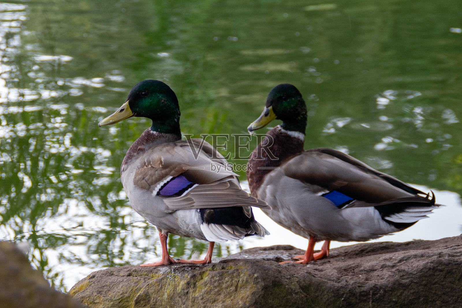 两只公野鸭把头转向一边照片摄影图片