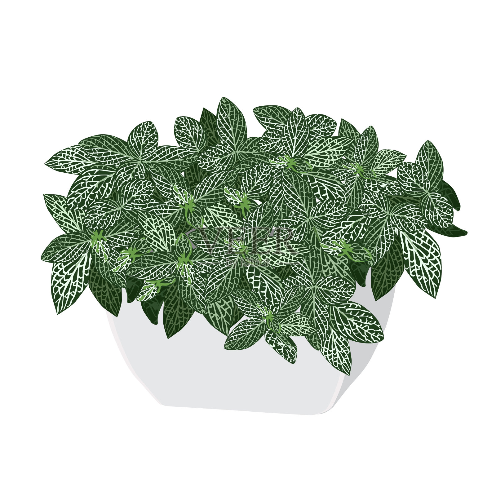 在花盆中种植一株银fittonia argyroneura L.设计元素图片
