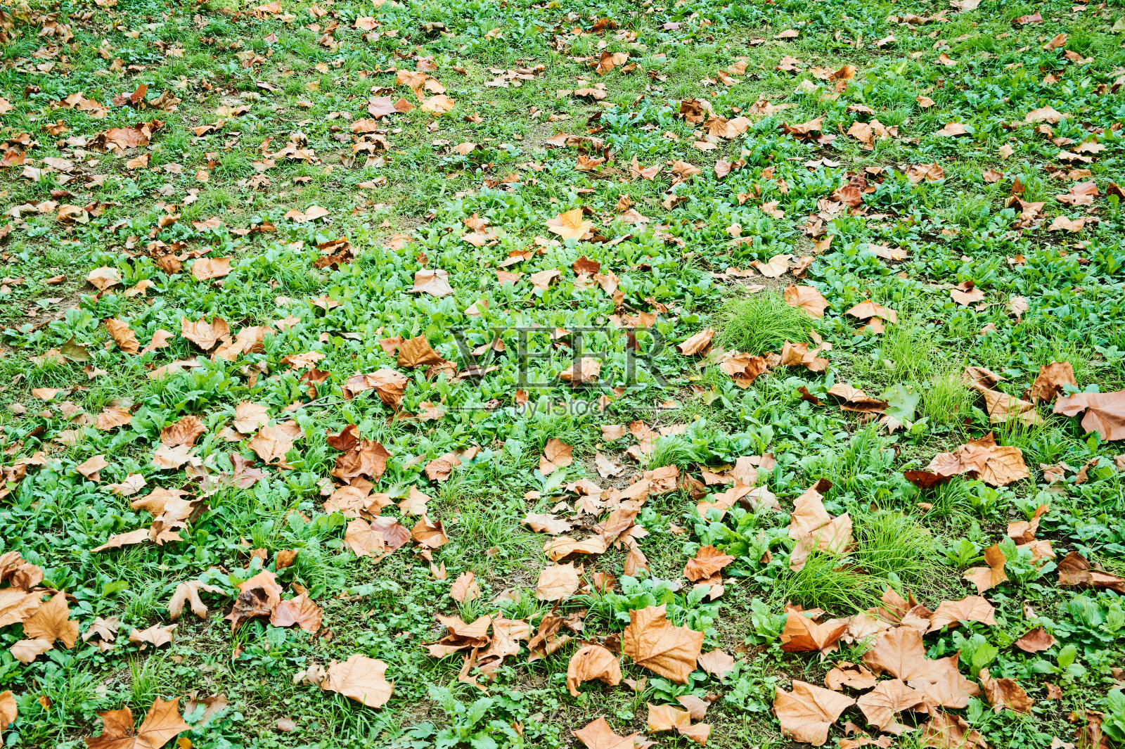 落叶在田野图形材料照片摄影图片