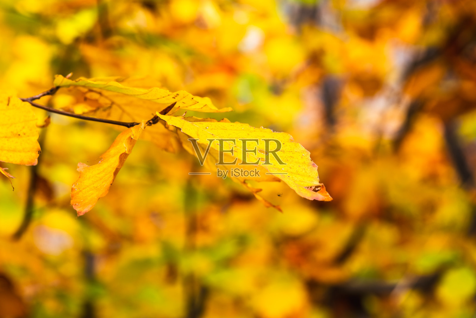 秋天树上的黄叶。季节的概念照片摄影图片