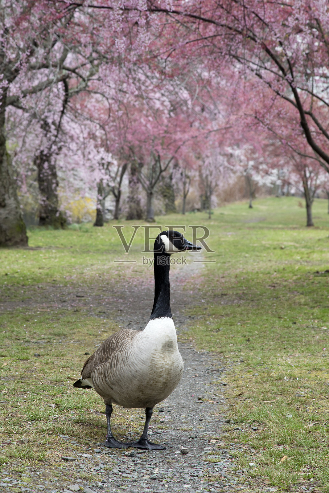 公园小路上的加拿大鹅照片摄影图片