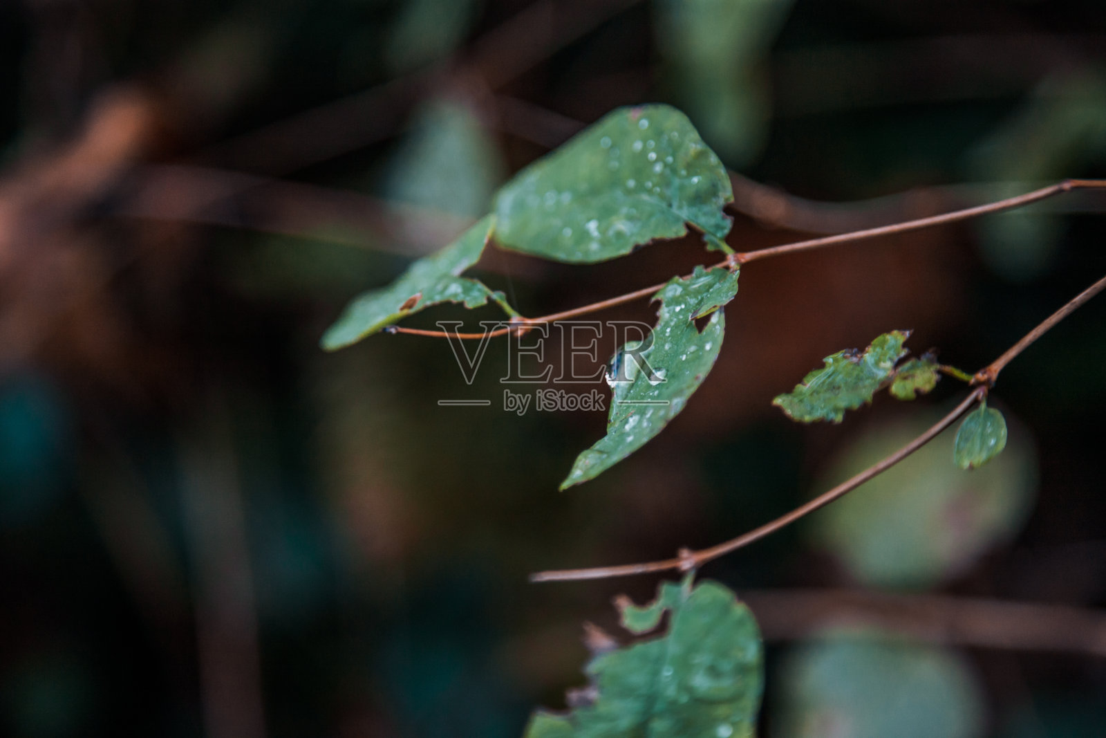 叶子上的一滴水照片摄影图片