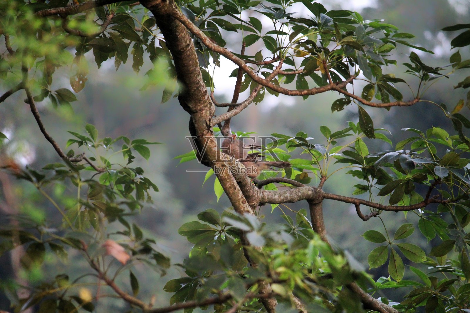 鸟类摄影集中照片摄影图片