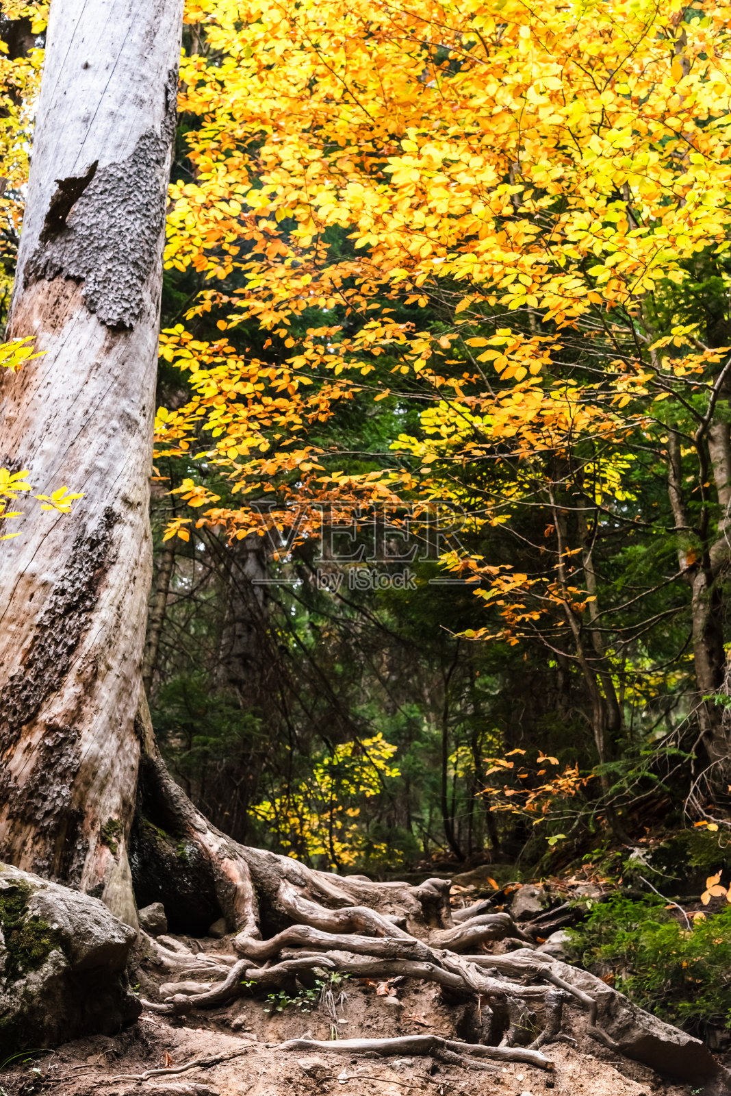 秋天树上的黄叶。季节的概念照片摄影图片