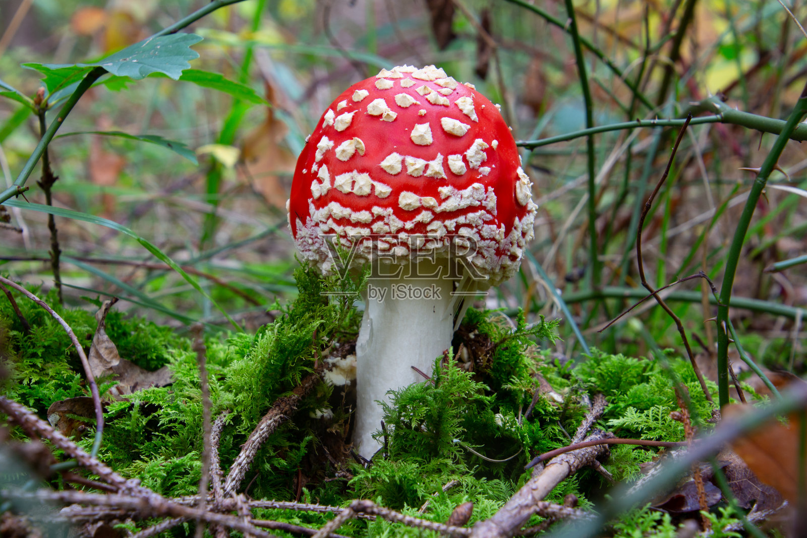 一个苍蝇木耳蘑菇的特写，也被称为鹅耳菌或Fliegenpilz照片摄影图片