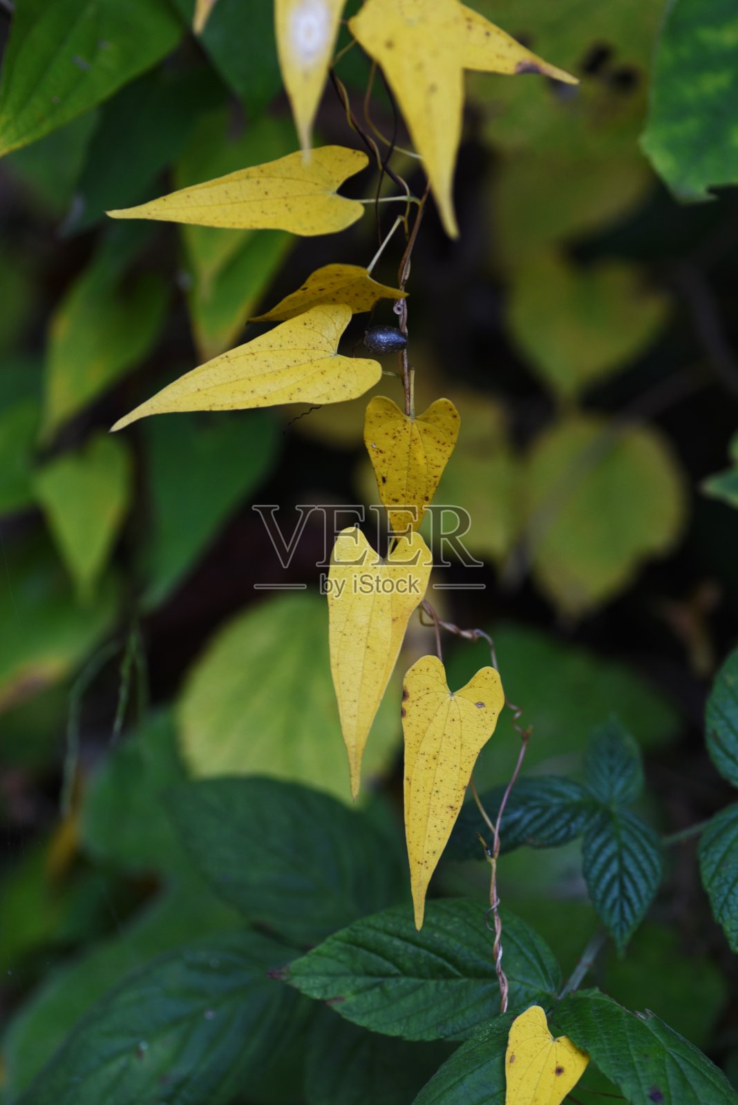 季节性背景材料/黄叶照片摄影图片