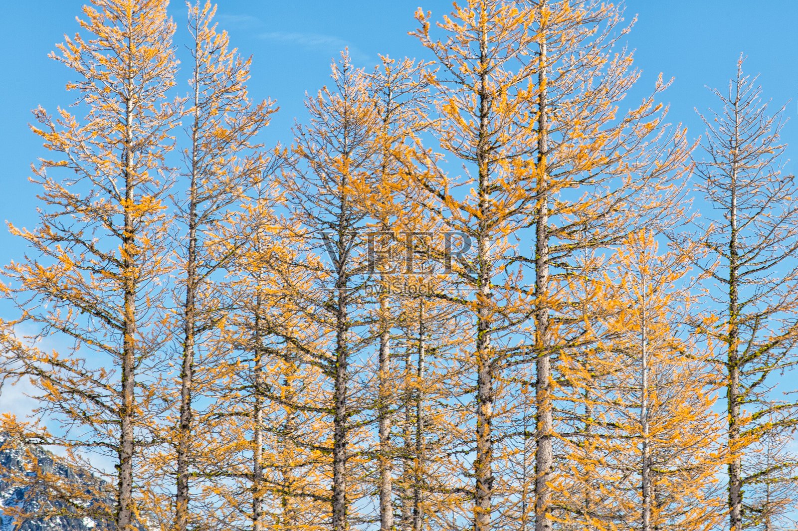 北喀斯喀特山脉的高山落叶松照片摄影图片