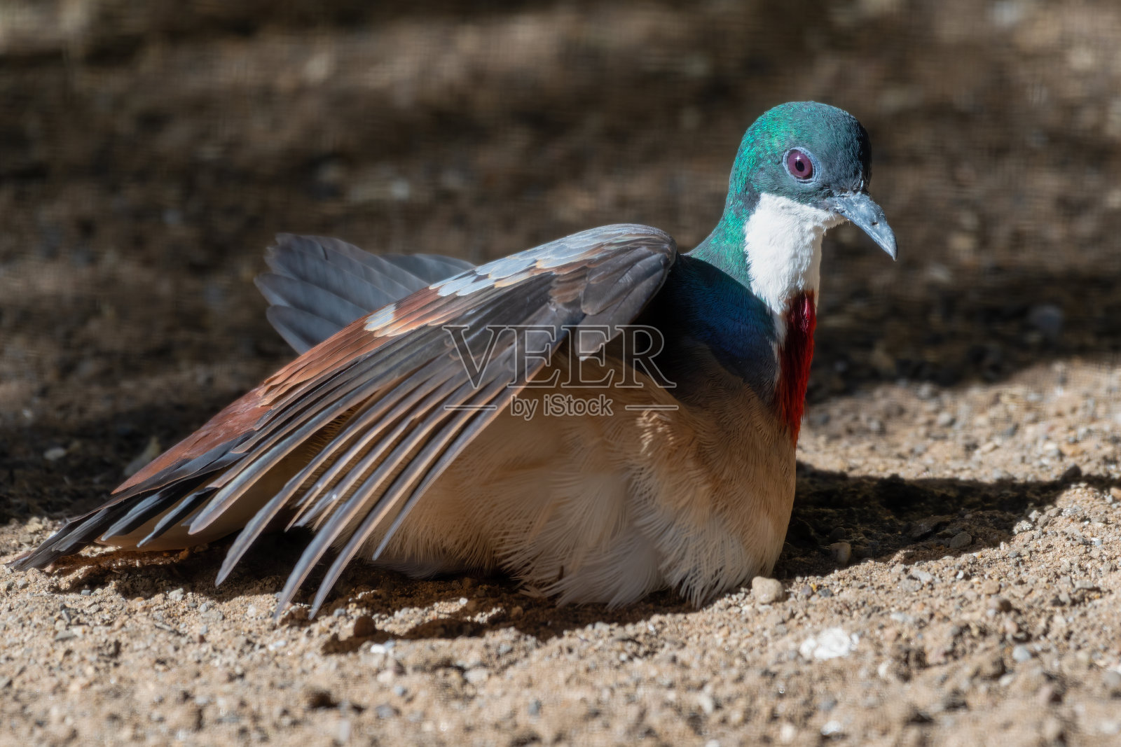 流血的心鸽在地上享受着太阳的热量照片摄影图片