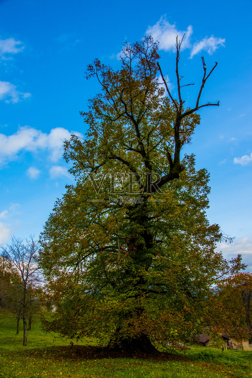树在秋叶中挣扎照片摄影图片
