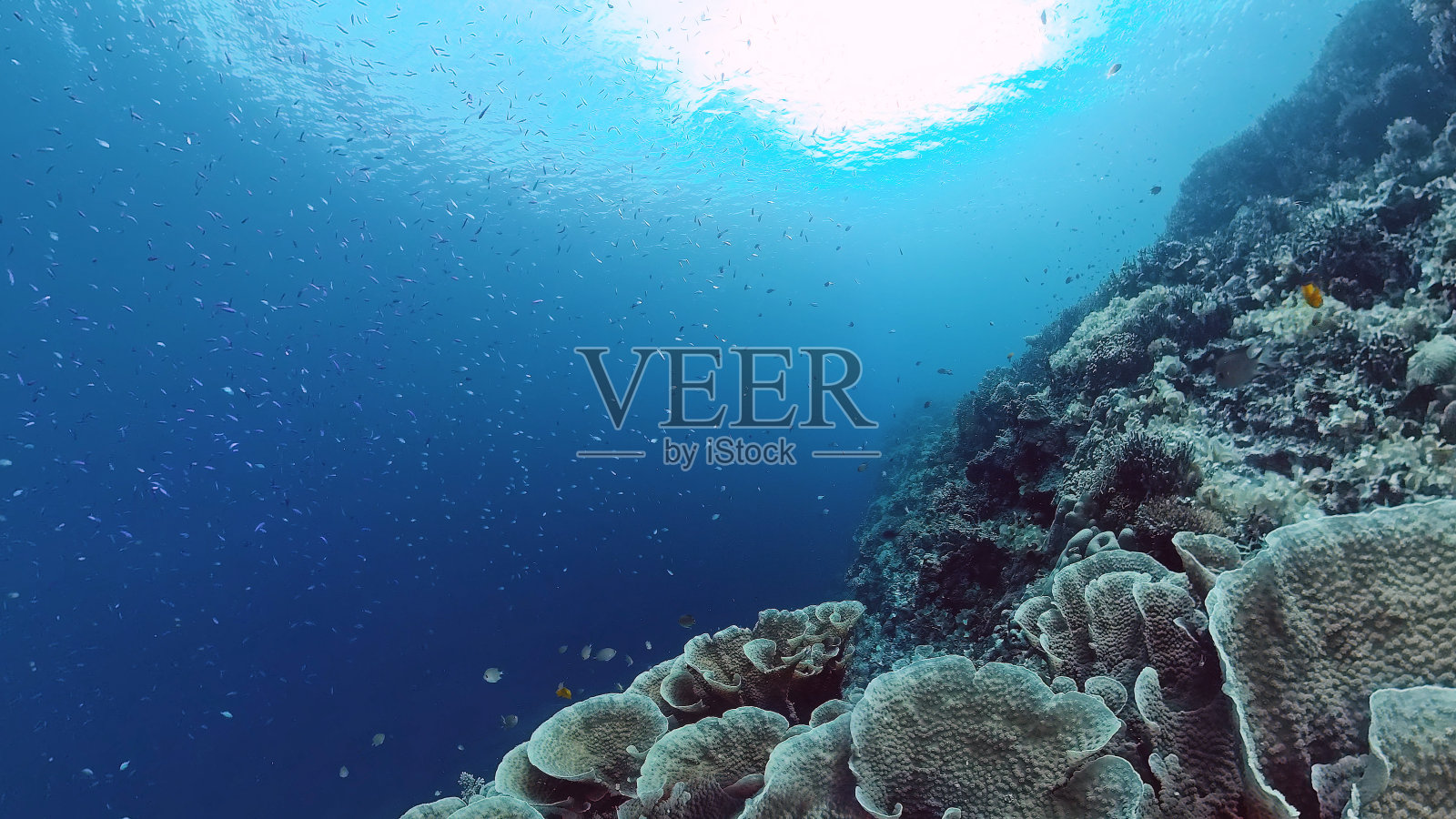 珊瑚礁和热带鱼。保和、菲律宾照片摄影图片