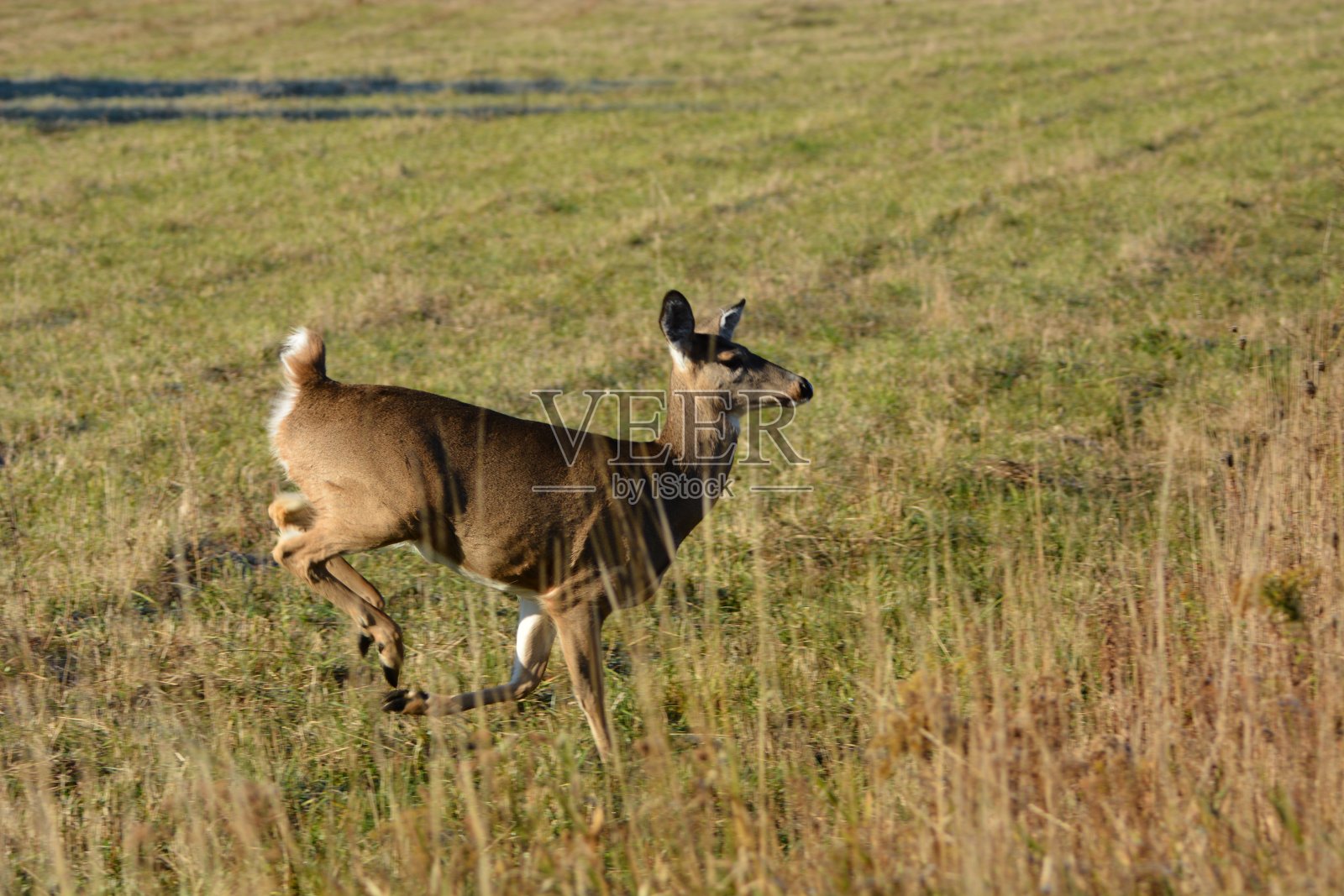 白尾鹿照片摄影图片