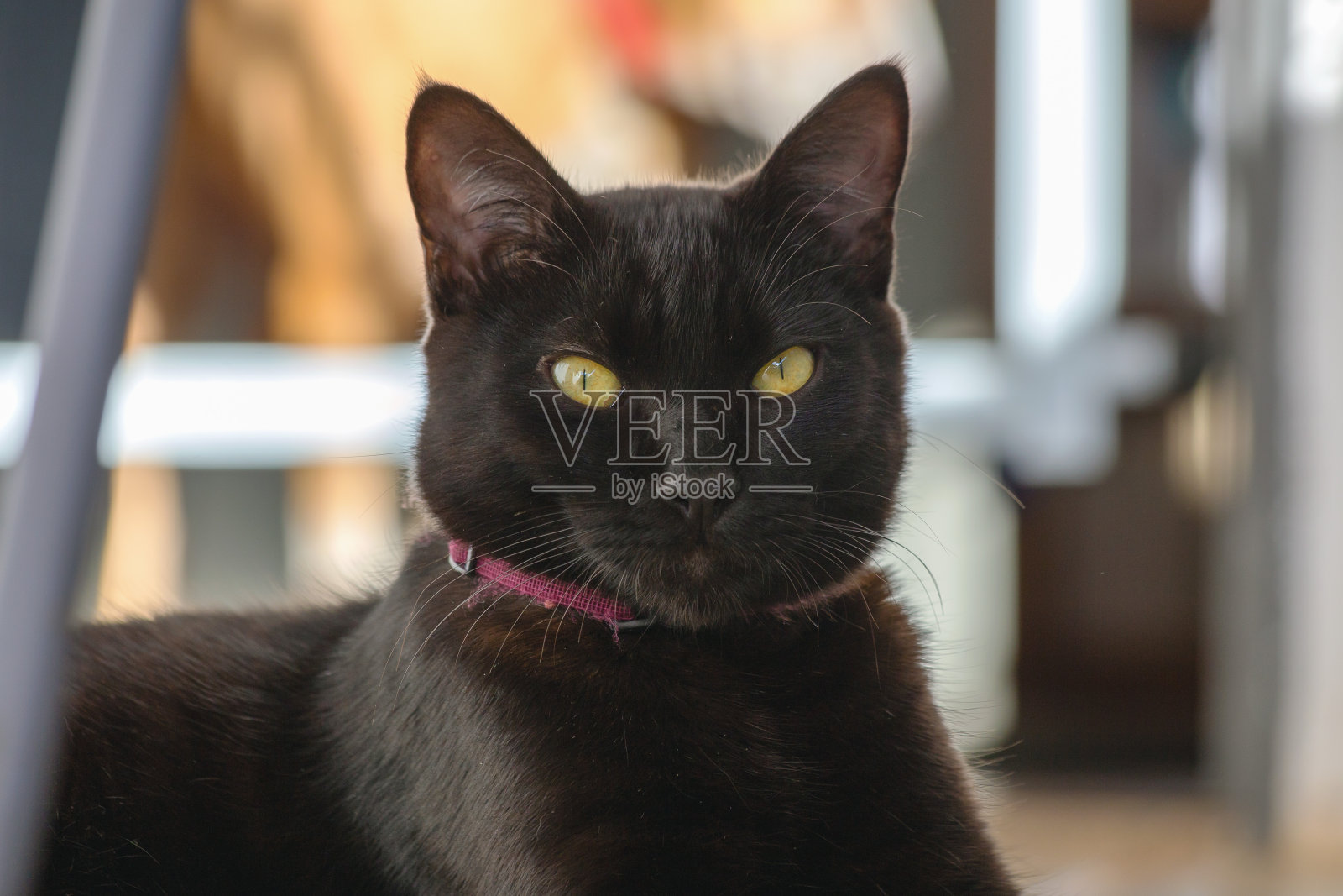 我生命中的宠物照片摄影图片