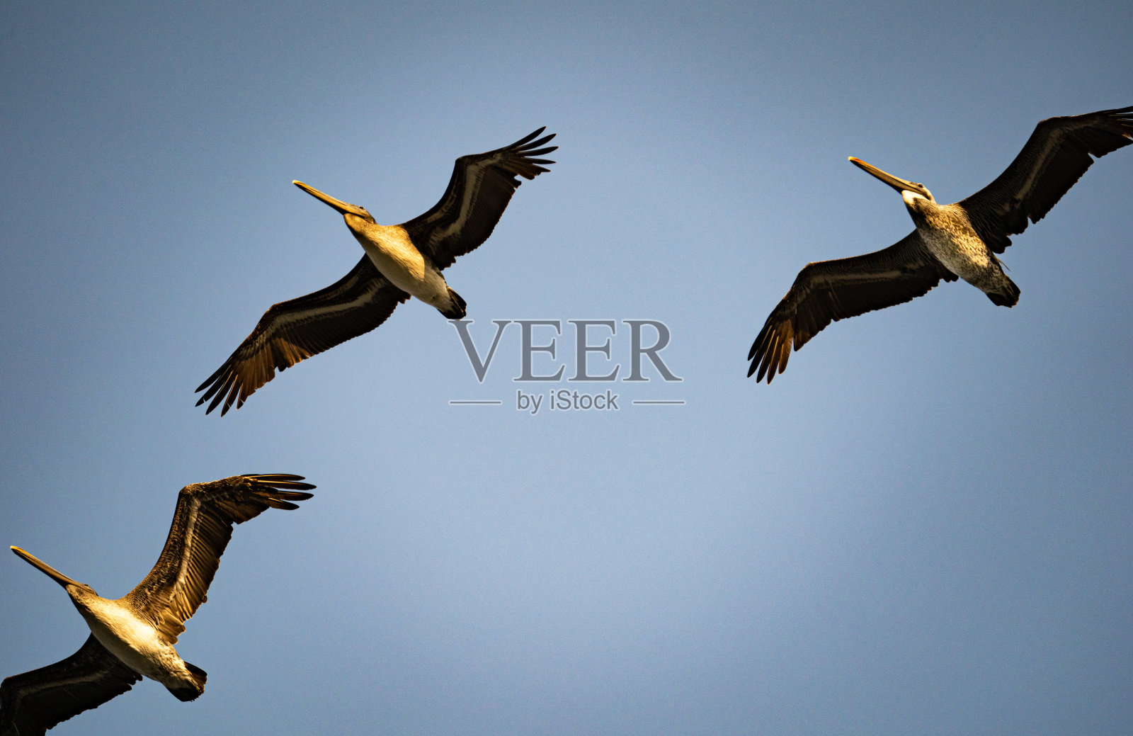 鸟类在飞行中照片摄影图片