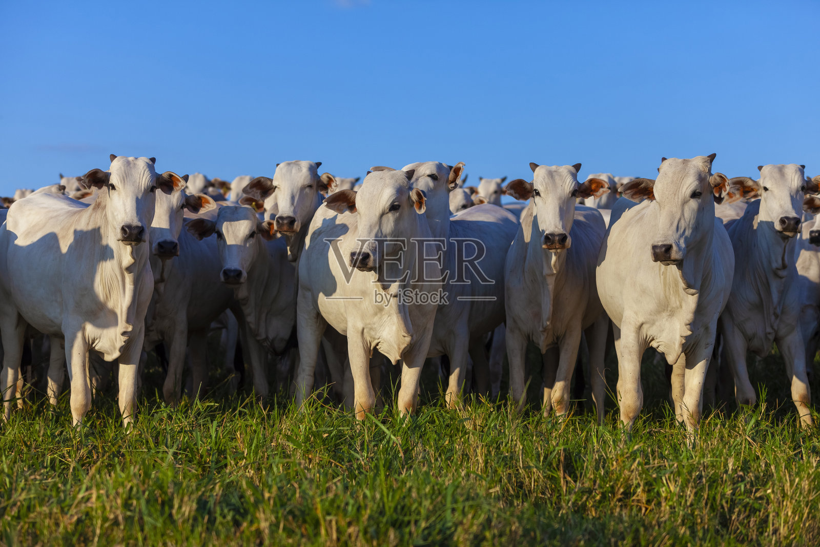 农场里有一大群内洛尔牛，奶牛和阉牛照片摄影图片