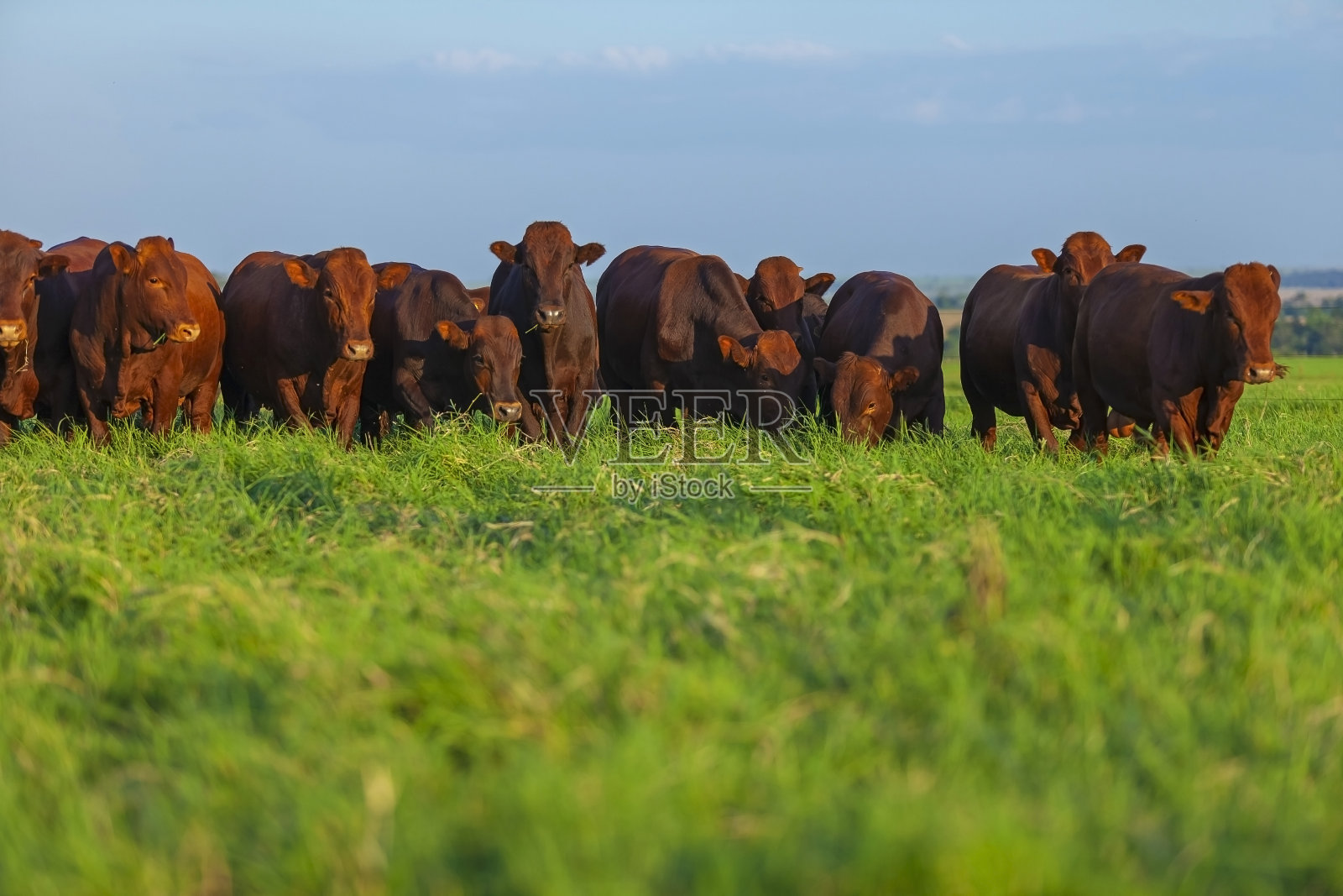 一群来自南非的邦斯马拉牛照片摄影图片