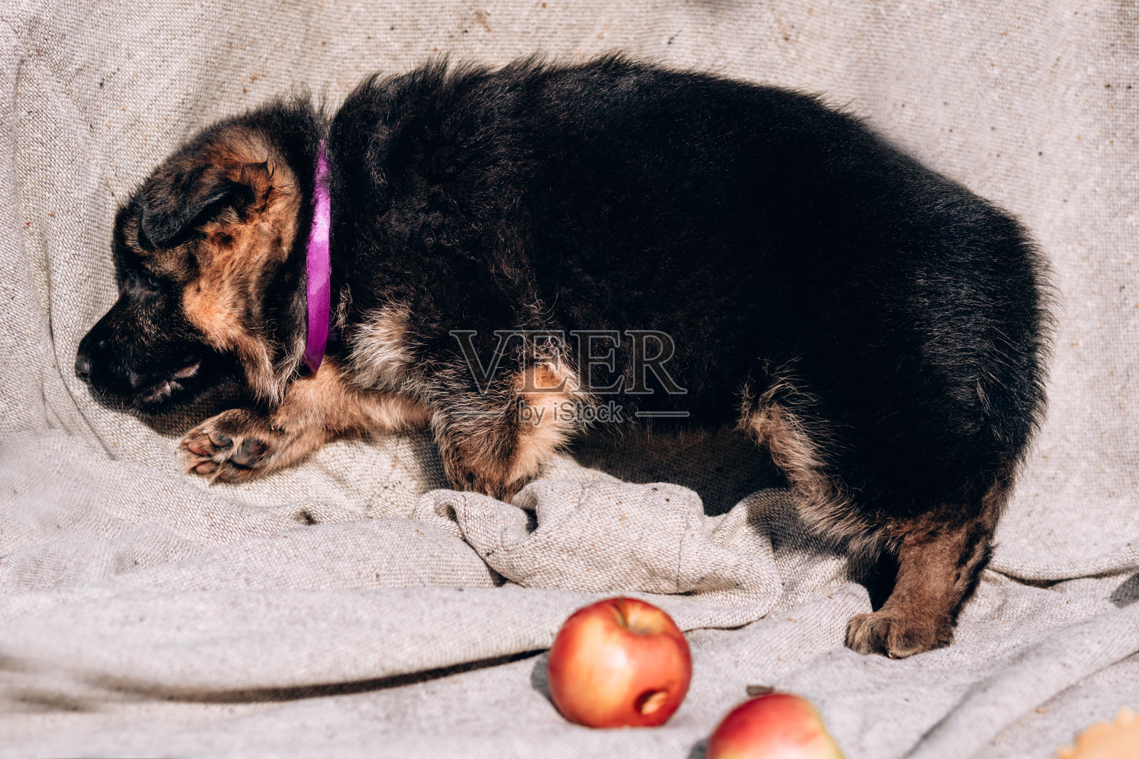 德国牧羊犬养犬。一只漂亮的黑红相间的德国牧羊犬小狗坐在浅灰色的毯子上，旁边是新鲜的红苹果。照片摄影图片