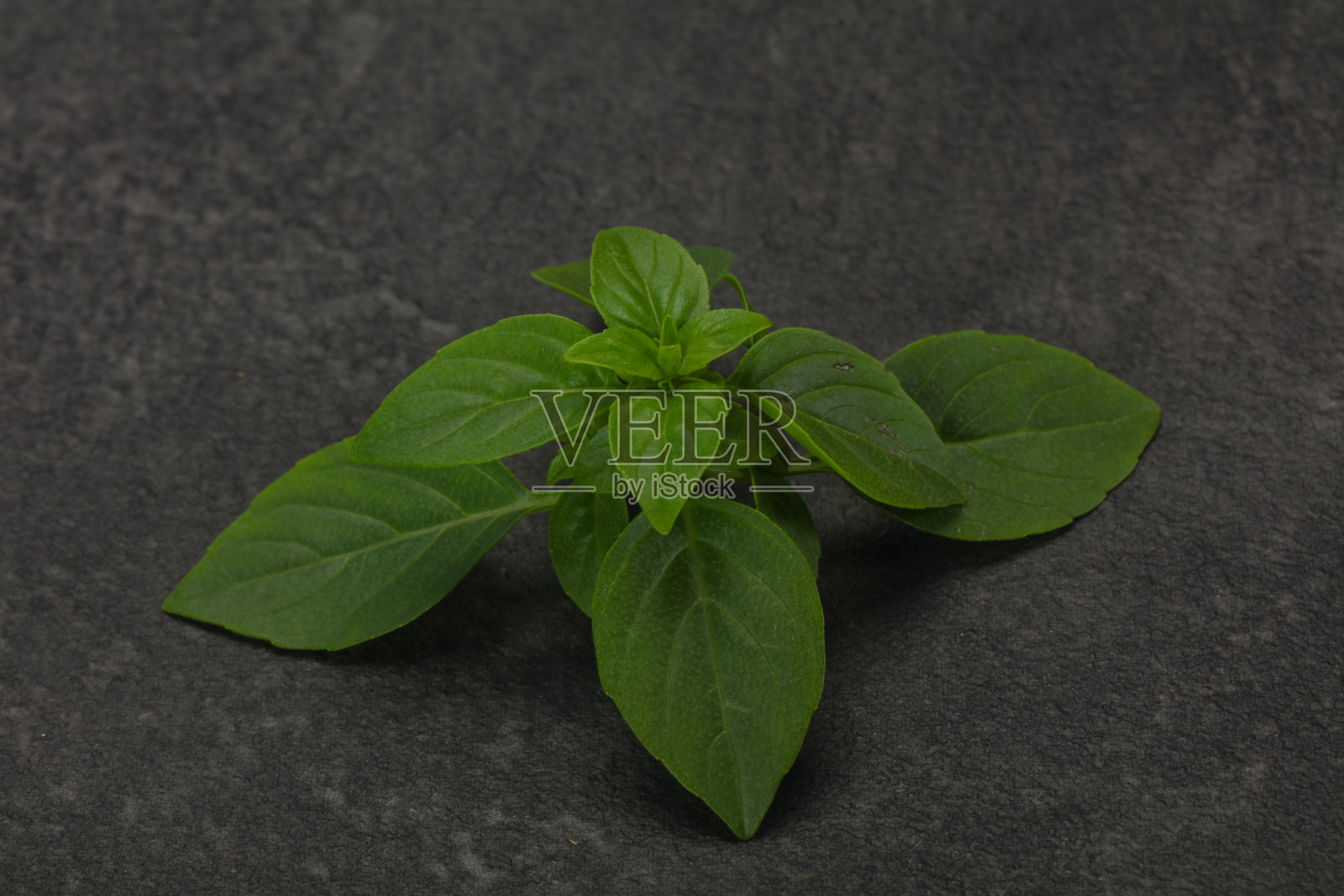 新鲜的绿色罗勒叶-用于烹饪照片摄影图片