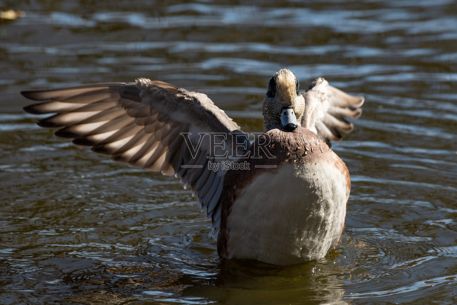 有翅膀的绿色鸭，翅膀展开照片摄影图片